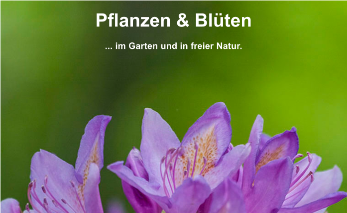 Pflanzen & Blten  ... im Garten und in freier Natur.